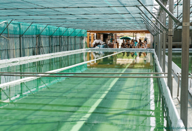 À la découverte de la spiruline