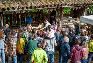 Ardelaine : la laine sous toutes ses coutures !