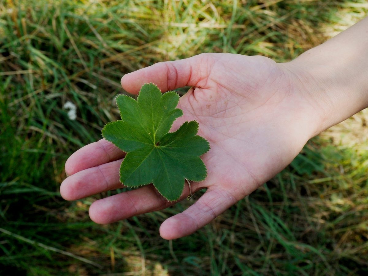Sejour bien-etre découverte des plantes