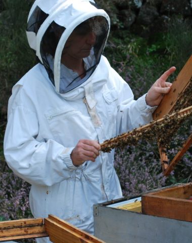 Le Rucher d’Alizarine