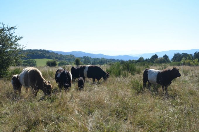 Petit troupeau de vaches Galloway