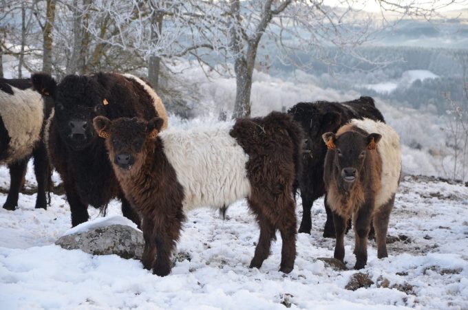 Vache Galloway en hiver