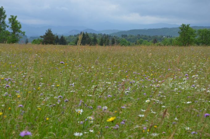 Prairie fleurie au Grand Freydier