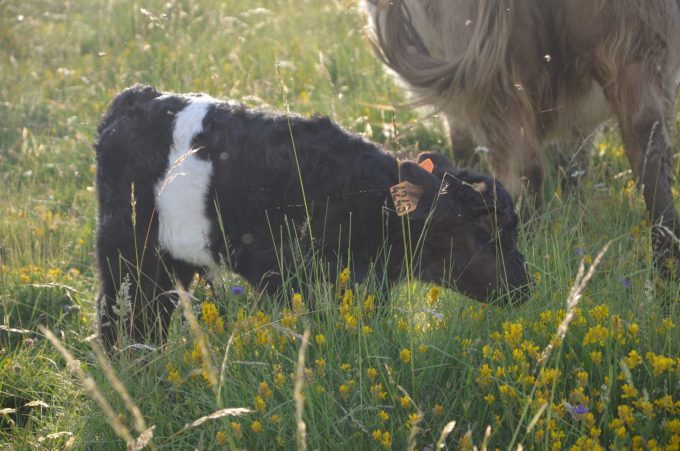 Le premier veau Galloway du Grand Freydier