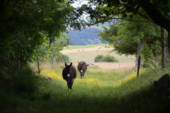 Nos deux ânes entretiennent les chemins