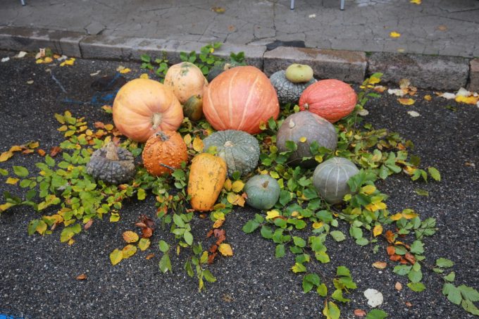 Fête de la courge