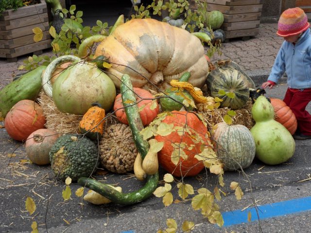 Fête de la courge