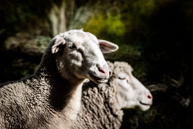 Ardelaine laine de pays Ardèche