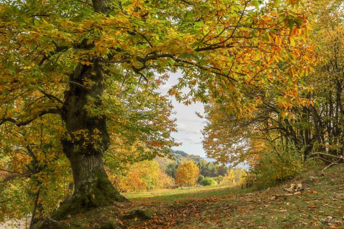 Automne & Châtaigner