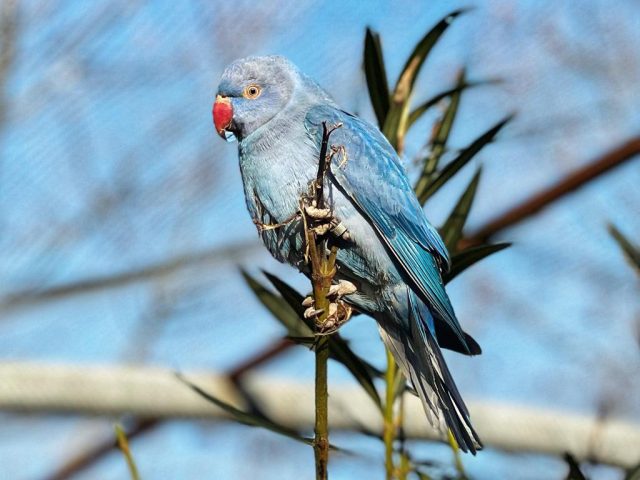 Perruches à collier 1.JPG