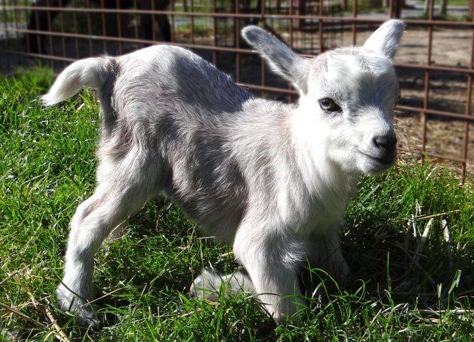 Parc animalier à Lussas