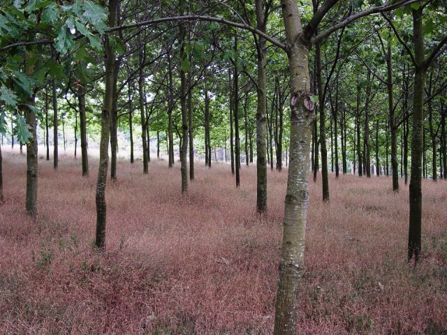 Circuit pédestre « Un pays et ses arbres »_Belsentes