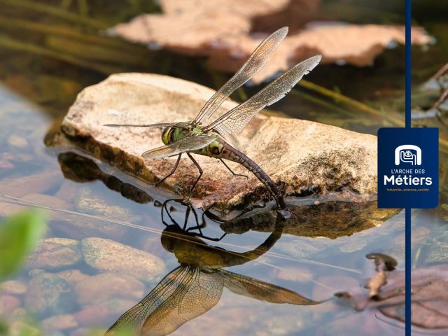 Biodiversité des milieux aquatiques