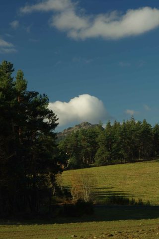 Lectures sous l’Arbre_Mazet-Saint-Voy