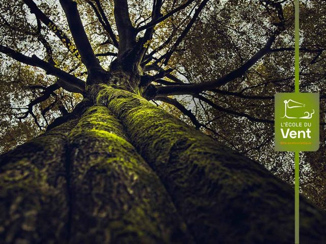La vie secrète des arbres