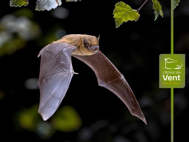 Bricole ton gîte à chauves-souris