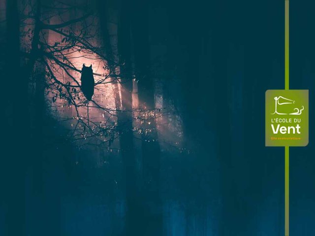 Balade nocturne : animaux maléfiques ou légendes à la peau dure ?