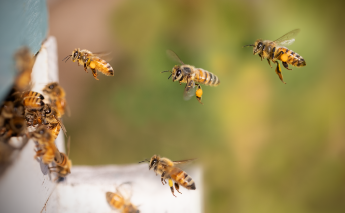Animation autour des abeilles et du miel
