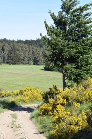 Plantes de nos chemins