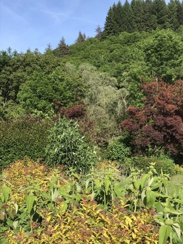 Jardin