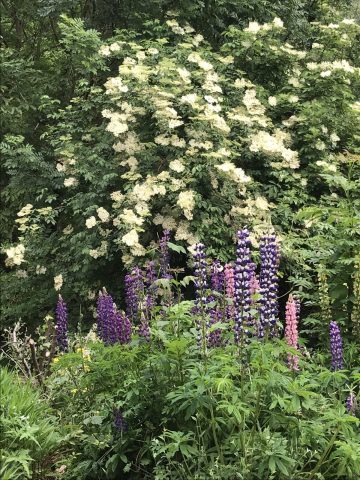 Lupins & Cie !