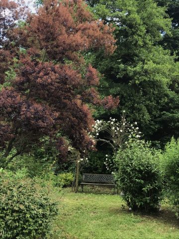 Jardin