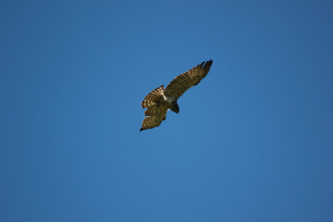 Sortie nature  : Quel est donc cet oiseau ?_Les Estables