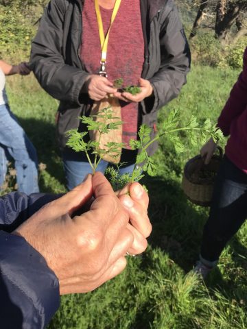 Balade gourmande autour des plantes sauvages comestibles – L’Automnal gourmand_Saint-Agrève