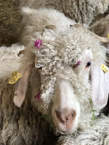 Mohair d&rsquo;Ardèche Chevre Angora