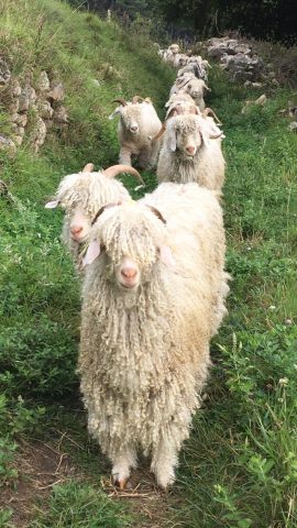 Mohair d&rsquo;Ardèche Troupeau File