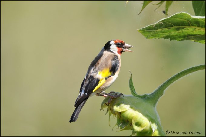 Balade découverte des oiseaux_Le Cheylard