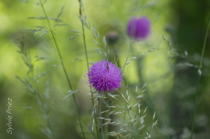 Visites de la distillerie_Désaignes
