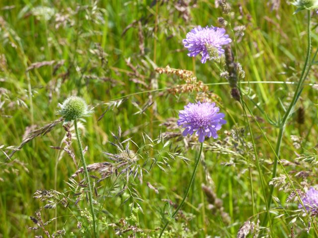 Visites de la distillerie_Désaignes