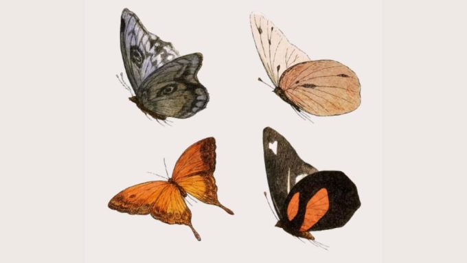 Rencontres Nord Sud Cuba : Le concours du plus beau papillon