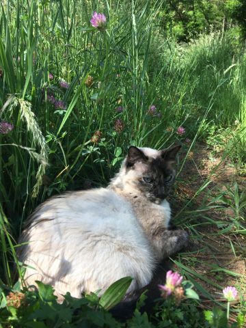 Suki, la chatte, qui profite de la fraîcheur de l&rsquo;herbe