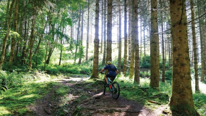 En forêt préservée