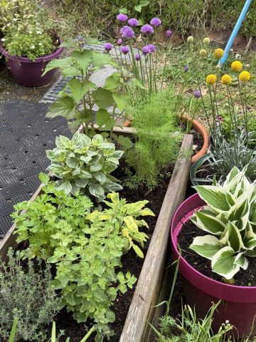 Le coin des aromatiques