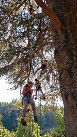 Grimpe dans les arbres