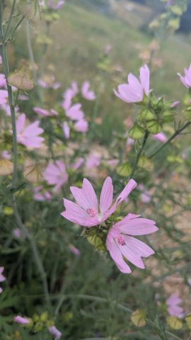 Les Mardis Plantes & Santé – Les Échappées Estivales