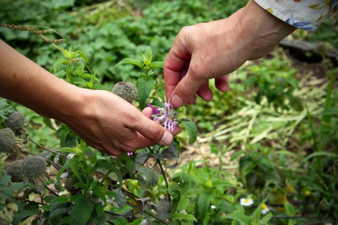 Balade Gourmande découverte des plantes de montagnes
