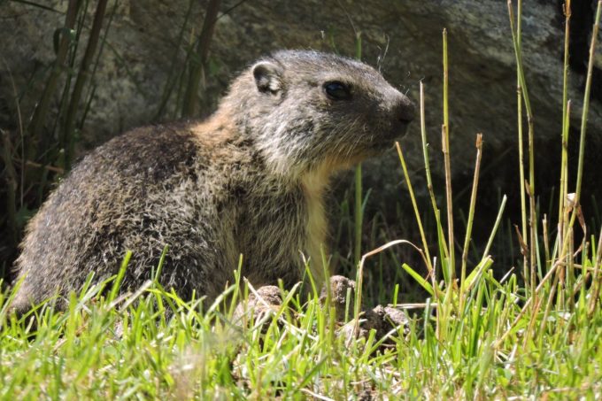 Marmottes