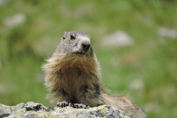 Marmottes