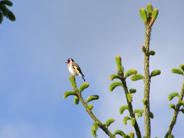 Quel est donc cet oiseau ?